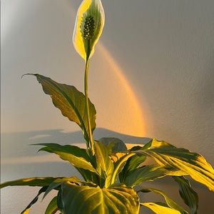 Meet your Posher, Lily